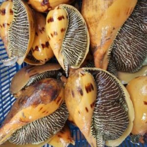 Ốc giác vàng