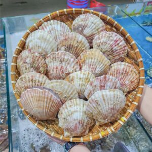 Sò Điệp Nhật